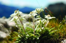 Stell Alpina Edelweiss